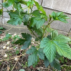 木苺の苗②