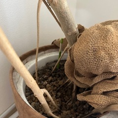 【値下げ】フィカス・ウンベラータの画像