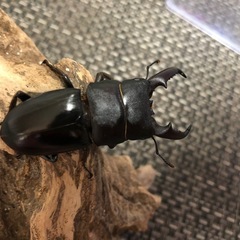 ヒラタクワガタ新成虫　ペア　美品の画像