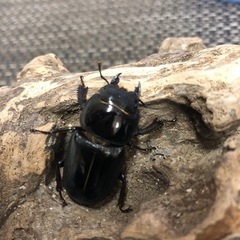 ヒラタクワガタ新成虫　ペア　美品の画像