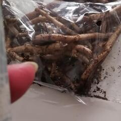 店頭で買ったばかりの新鮮ミョウガの苗50g（地下茎）の画像