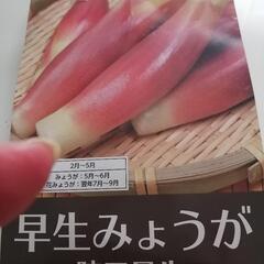 店頭で買ったばかりの新鮮ミョウガの苗50g（地下茎）