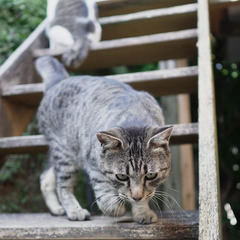 【里親様へお引渡し済み】地域猫の里親募集