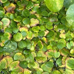 アクアリウム セット バクテリア剤 pH ろ材 水草 あげますの画像