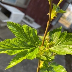 木いちご（カジイチゴ）