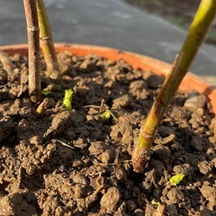 木いちご（カジイチゴ）の画像