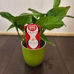 世界初の羅紗葉ポトス　テルノリンダ　鉢ごと