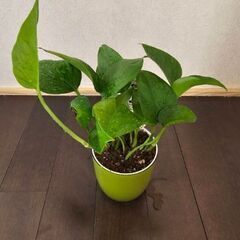 世界初の羅紗葉ポトス　テルノリンダ　鉢ごとの画像