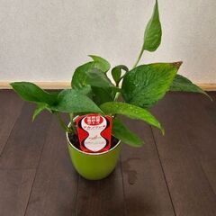 世界初の羅紗葉ポトス　テルノリンダ　鉢ごとの画像