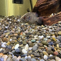 オヤニラミ　アクアリウム