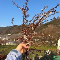 スモモの枝　30cm〜70cm程度10本以上　生花　いけばな　生...
