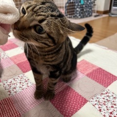 ヤンチャ過ぎるほどヤンチャな男の子
