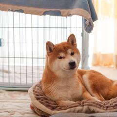 犬猫写真撮ります！の画像