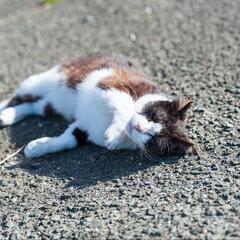犬猫写真撮ります！の画像