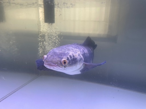 チャンナ　マルリオイデスイエロー　約55cm