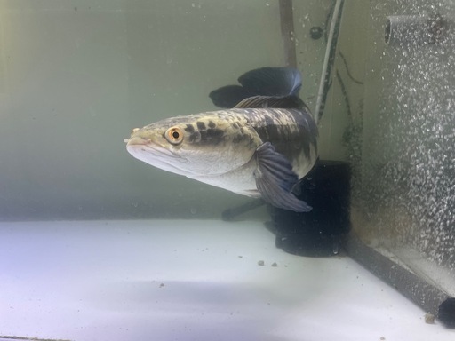 チャンナ　マルリオイデスイエロー　約55cm