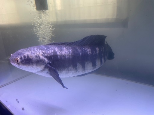 チャンナ　マルリオイデスイエロー　約55cm