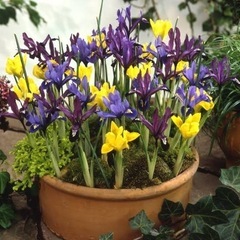 取り引き中)芽出しチューリップ、ムスリカ、フリージア、ミニアイリスの画像