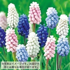 取り引き中)芽出しチューリップ、ムスリカ、フリージア、ミニアイリスの画像