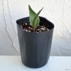 取り引き中)芽出しチューリップ、ムスリカ、フリージア、ミニアイリスの画像