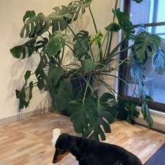モンステラ の画像