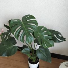 【問い合わせ多数の為受付終了】観葉植物モンステラの画像