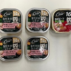cesar ドッグフード シニア犬向け 