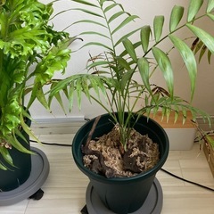 大型植物3点セット（受け取り限定）の画像