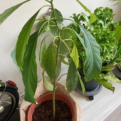 大型植物3点セット（受け取り限定）の画像