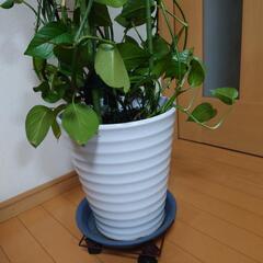 観葉植物の画像