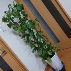 観葉植物の画像