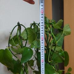観葉植物の画像
