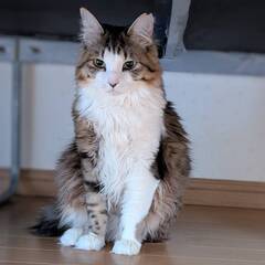 6月1日（日）里親会参加！♥サリー♥