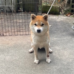 ブリーダー頭数制限による募集 - 福山市