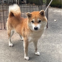 ブリーダー頭数制限による募集