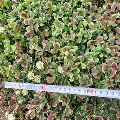 クローバー　ティントワイン　ティントガーネット１５０円  　ティントヴェール１００円  グランドカバー　寄せ植え  の画像