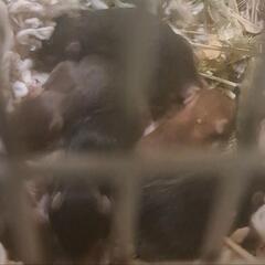 里親募集させて頂きます