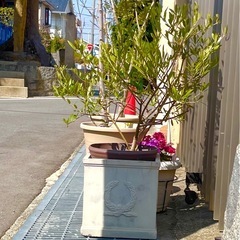 オリーブの木の画像