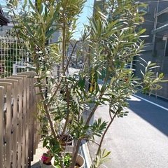 オリーブの木の画像
