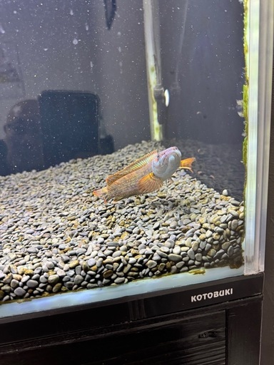 120cm水槽セット、熱帯魚。