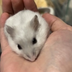 元気なメスのハムスターちゃん