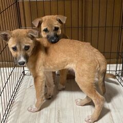 生後２ヶ月半ぐらいの子犬の兄妹🐶🐶