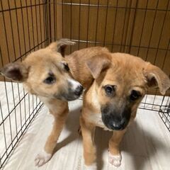 生後３ヶ月ぐらいの子犬の兄妹🐶🐶