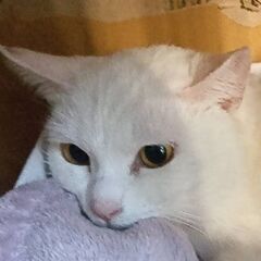 白猫パール (母)