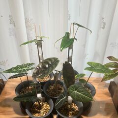 観葉植物 アロカシア7種セット