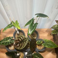 観葉植物 アロカシア7種セットの画像