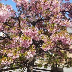 一緒にジョギングしませんか？ − 東京都