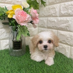 ペットショップcoco 入荷案内　セール中