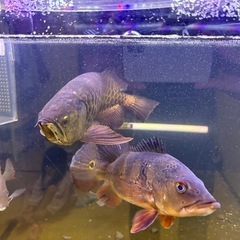 熱帯魚まとめ売り ア ロ ワ ナ 