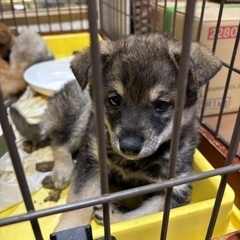 甘々成犬、子犬、成猫譲渡会！ - 出雲市